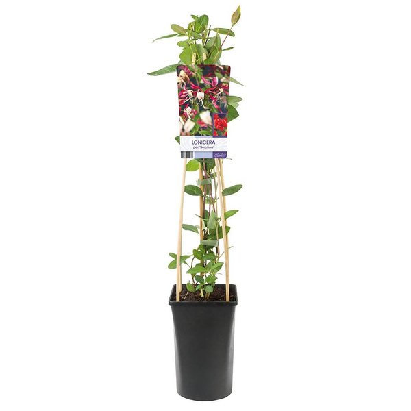 Lonicera periclymenum 'Serotina' Kamperfoelie