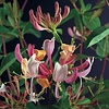 Lonicera periclymenum 'Serotina' Kamperfoelie