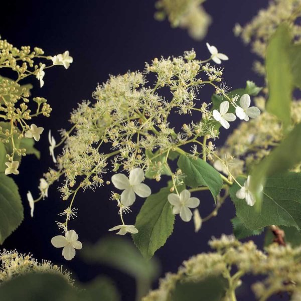 Hydrangea anomala petiolaris Klimhortensia