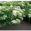 Hydrangea anomala petiolaris Klimhortensia