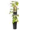 Vitis vinifera 'Vroege van der Laan' Witte druif