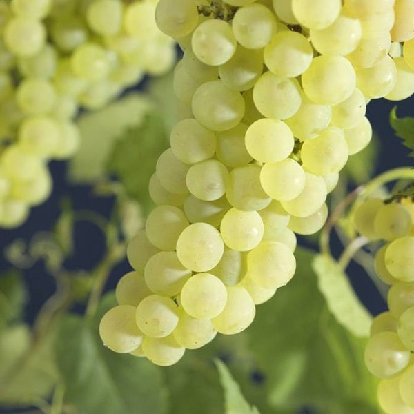 Vitis vinifera 'Vroege van der Laan' Witte druif
