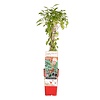 Lycium barbarum 'Instant Succes' Gojibes