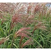 Miscanthus sinensis 'Flamingo'