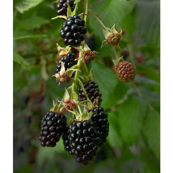 Rubus fruticosus 'Chester Thornless' Braam