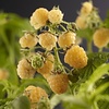 Rubus idaeus 'Fallgold' Gele Framboos