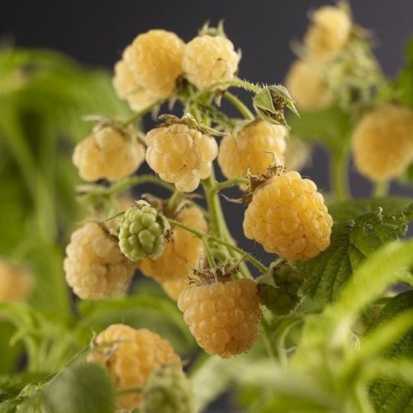Rubus idaeus 'Fallgold' Gele Framboos
