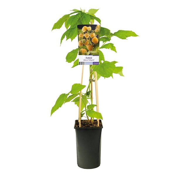 Rubus idaeus 'Fallgold' Gele Framboos