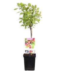 Pruimenbomen