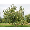 Malus domestica 'Elstar' Handappel
