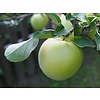 Malus domestica 'Golden Delicious' Handappel