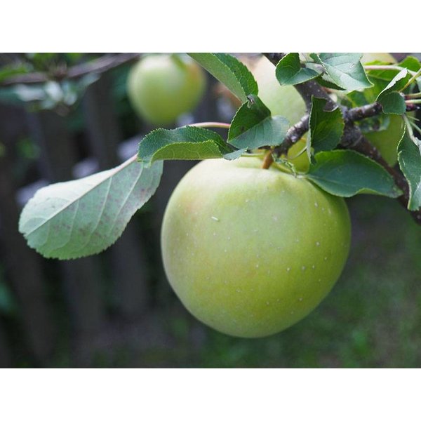 Malus domestica 'Golden Delicious' Handappel
