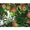 Malus domestica 'Notarisappel' Handappel