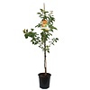 Prunus armeniaca 'Bergeron' Abrikoos