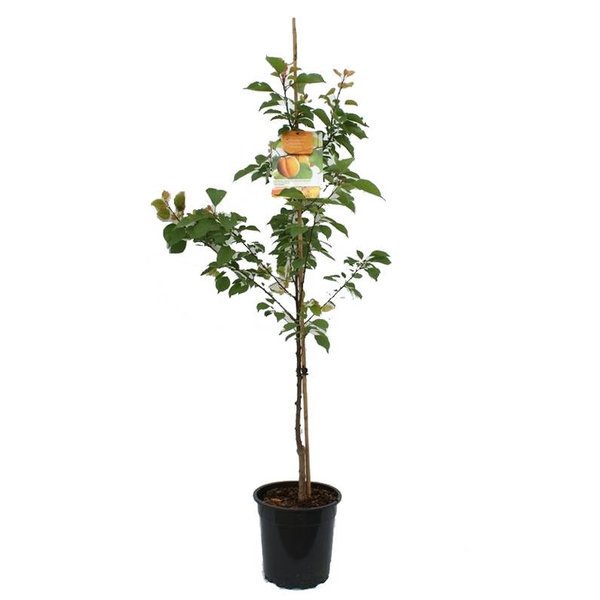 Prunus armeniaca 'Bergeron' Abrikoos