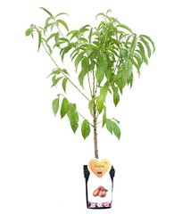 Perzikbomen