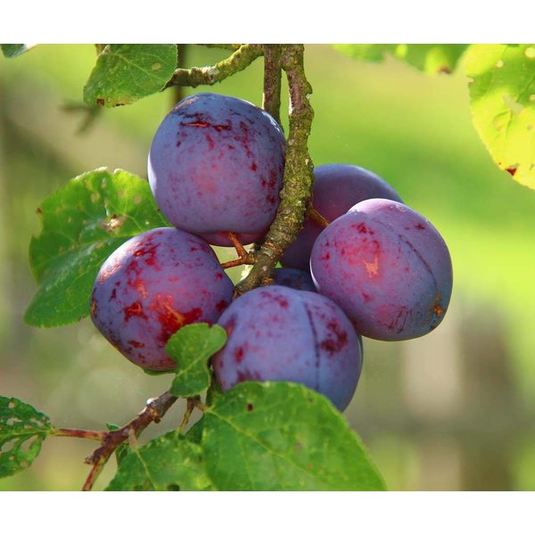 Prunus domestica 'Reine Claude d'Althan' Pruim
