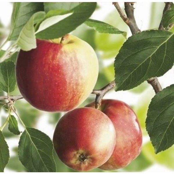 Malus domestica 'James Grieve' Handappel