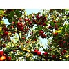 Malus domestica 'Jonagold' Handappel
