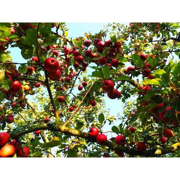 Malus domestica 'Jonagold' Handappel