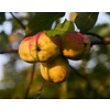 Malus domestica 'Schone van Boskoop' Handappel