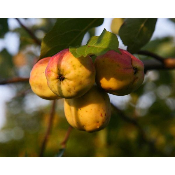 Malus domestica 'Schone van Boskoop' Handappel