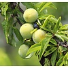 Prunus domestica 'Reine Claude Verte' Pruim