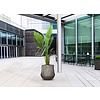 Polystone Coated Darcy L