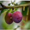Prunus domestica 'Opal' Pruim