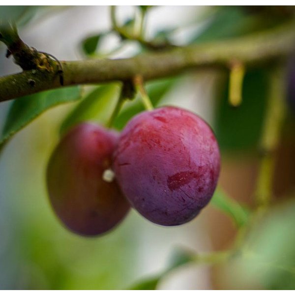 Prunus domestica 'Opal' Pruim