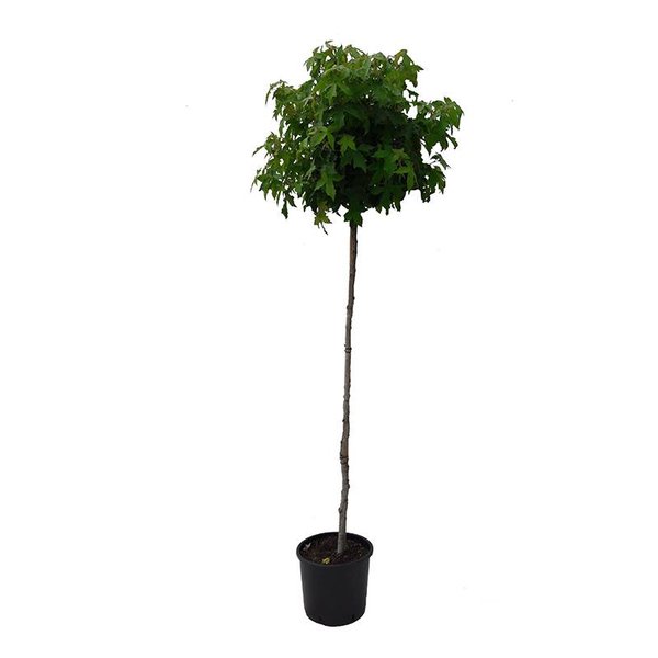 Liquidambar styraciflua 'Gumball' Amberboom