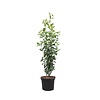 Amelanchier alnifolia 'Obelisk' Krentenboompje