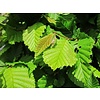 Carpinus betulus 'Fastigiata' Zuil-haagbeuk