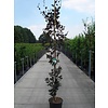 Fagus sylvatica 'Dawyck Purple' Rode Zuilbeuk