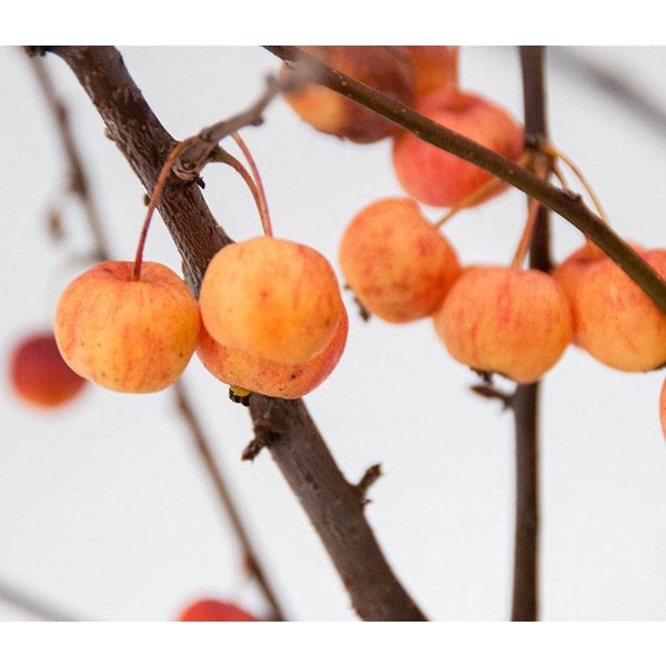 Malus 'Evereste' Sierappel