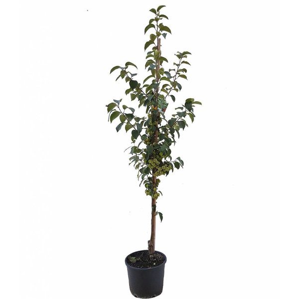 Malus 'Evereste' Sierappel