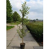 Malus 'Evereste' Sierappel