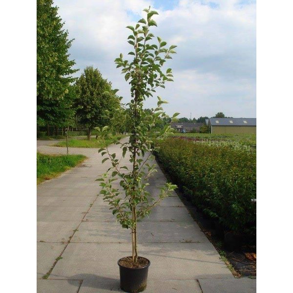 Malus 'Evereste' Sierappel