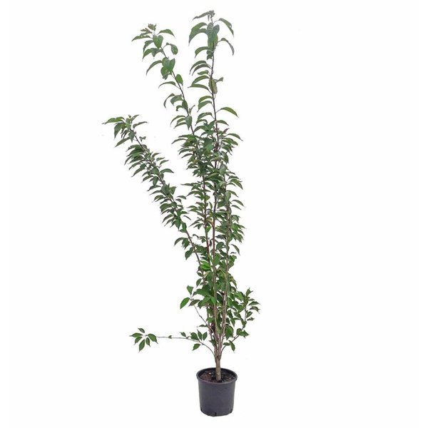 Prunus serrulata 'Amanogawa' Japanse sierkers
