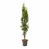 Quercus palustris 'Green Pillar' Moeraseik