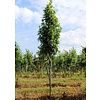 Quercus palustris 'Green Pillar' Moeraseik