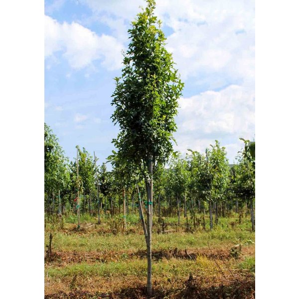  Quercus palustris 'Green Pillar' Moeraseik