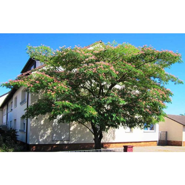 Albizia julibrissin Perzische Slaapboom