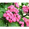 Crataegus laevigata 'Paul's Scarlet' Meidoorn