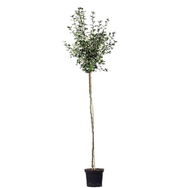 Crataegus lavalleei 'Carrierei' Meidoorn