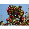 Crataegus lavalleei 'Carrierei' Meidoorn