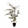 Fagus sylvatica 'Atropunicea' Rode Beuk