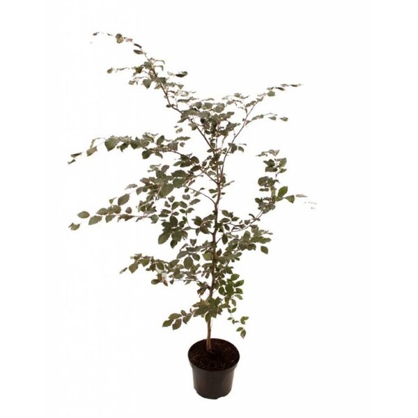Fagus sylvatica 'Atropunicea' Rode Beuk