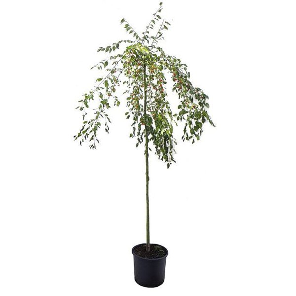 Malus 'Red Jade' Sierappel