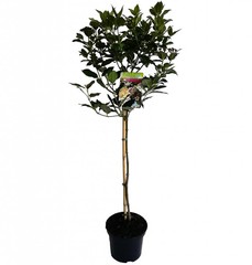 Kleine bomen op stam